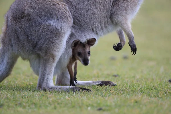 Vörös nyakú wallaby vagy Bennett-féle wallaby (Macropus rufogriseus) B — Stock Fotó