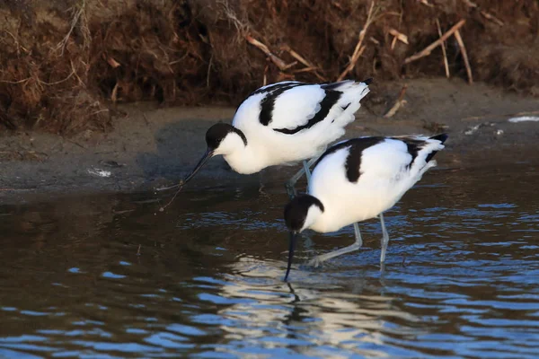 Pied Avocet Recurvirostra Avosetta Texel Holland — Foto Stock