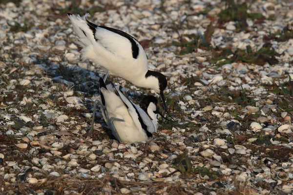 Pied Avocet Recurvirostra Avosetta Texel Holland — стоковое фото