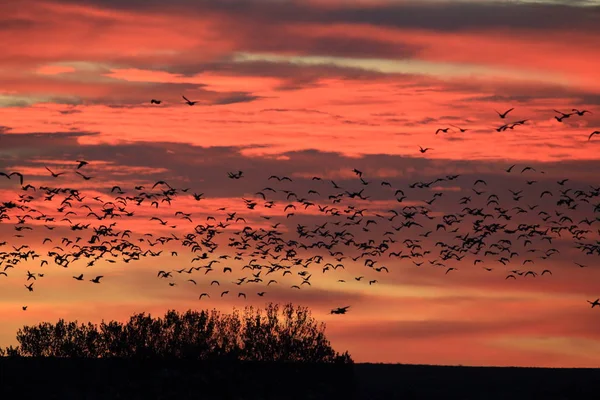 Snow geese Bosque del Apache, New Mexico, USA — Stok fotoğraf