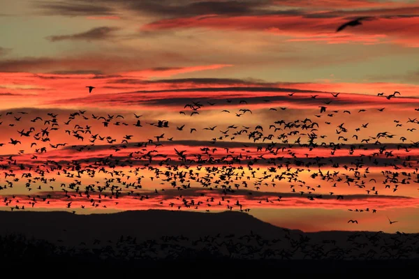 Snow geese Bosque del Apache, New Mexico, USA — Stok fotoğraf