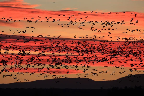 Snow geese Bosque del Apache, New Mexico, USA — 图库照片