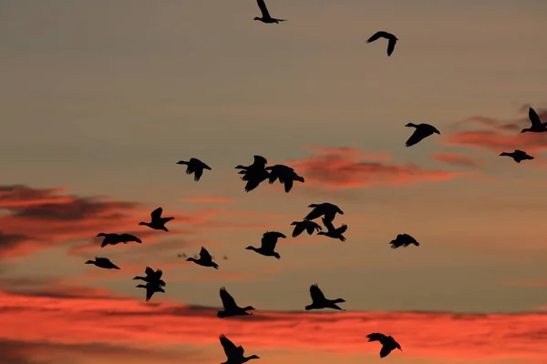 Gansos da neve Bosque del Apache, Novo México, EUA — Fotografia de Stock