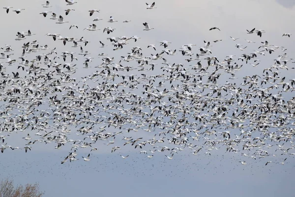 Gansos da neve Bosque del Apache, Novo México EUA — Fotografia de Stock