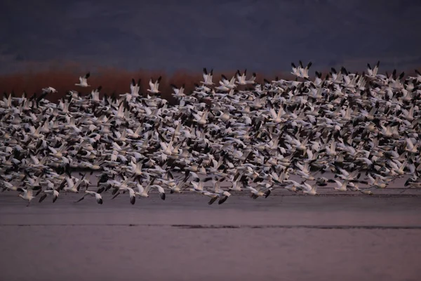 Gansos da neve Bosque del Apache, Novo México EUA — Fotografia de Stock