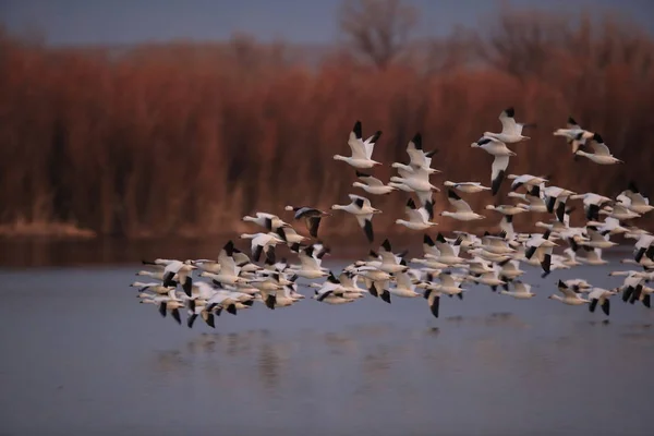 Snow gawan Bosque del Apache, New Mexico — ストック写真