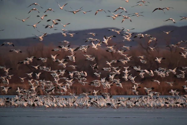 Snow geese Bosque del Apache, New Mexico USA — Stock Photo, Image