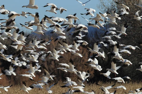 Sněžné husy Bosque del Apache, Nové Mexiko, USA — Stock fotografie