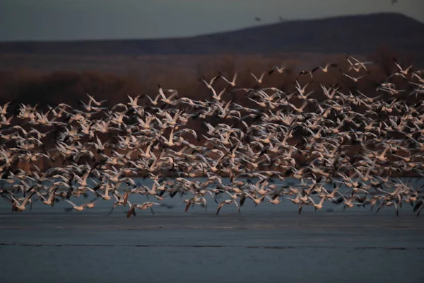 Gansos da neve Bosque del Apache, Novo México EUA — Fotografia de Stock