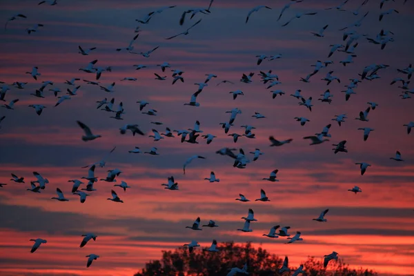 Schneegänse bosque del apache, Neu-Mexiko, Vereinigte Staaten — Stockfoto