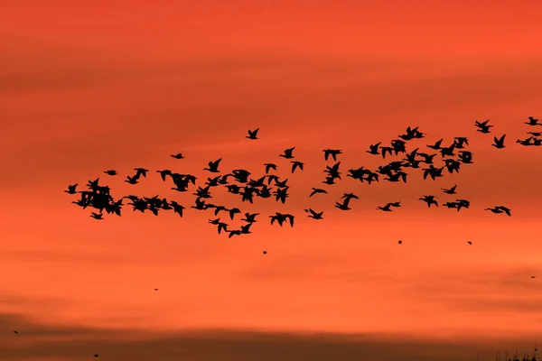 Snow geese Bosque del Apache, New Mexico, USA — Stok fotoğraf