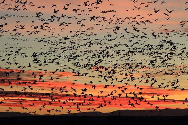 Gansos da neve Bosque del Apache, Novo México, EUA — Fotografia de Stock