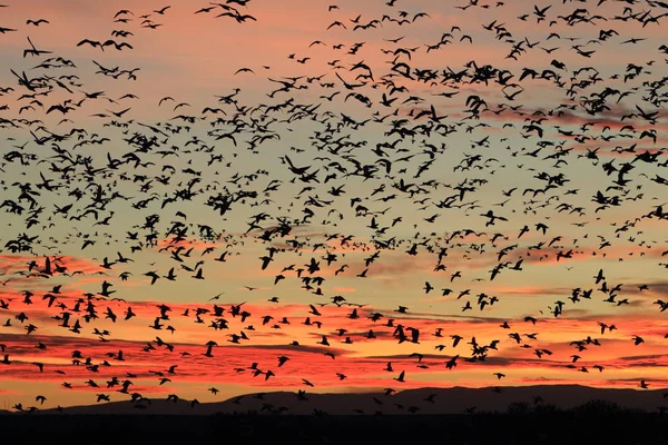 Snow geese Bosque del Apache, New Mexico, USA — 图库照片