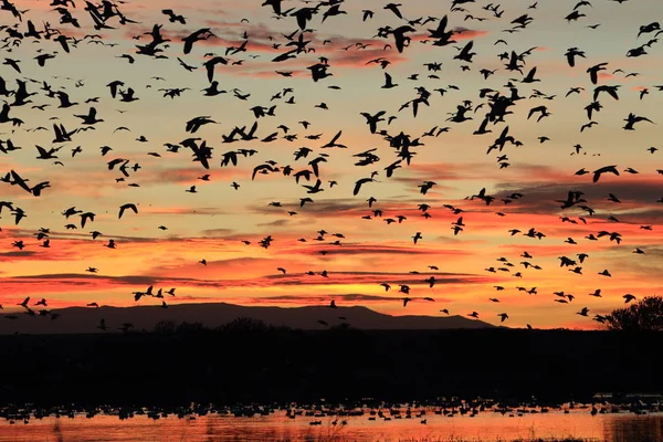 Snow geese Bosque del Apache, New Mexico, USA — Stok fotoğraf