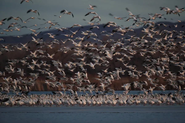 Снігові гуси Bosque del Apache, New Mexico USA — стокове фото