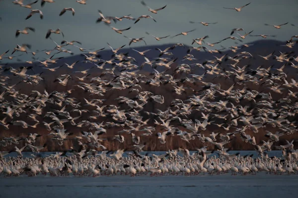 Gansos da neve Bosque del Apache, Novo México EUA — Fotografia de Stock