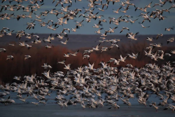 Snow gawan Bosque del Apache, New Mexico — ストック写真