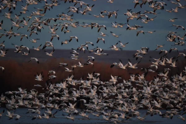 Kar Kazları Bosque del Apache, New Mexico, ABD — Stok fotoğraf