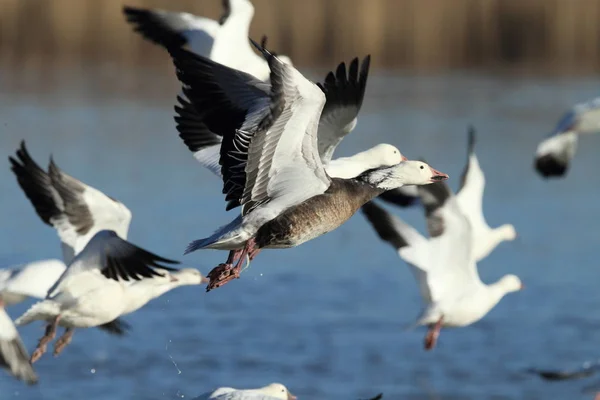 Χιονόχηνες Bosque del Apache, Νέο Μεξικό, Usa — Φωτογραφία Αρχείου