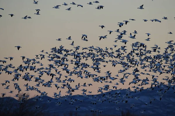 Снігові гуси Bosque del Apache, New Mexico USA — стокове фото