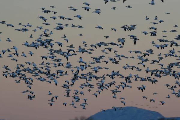 Gansos da neve Bosque del Apache, Novo México EUA — Fotografia de Stock