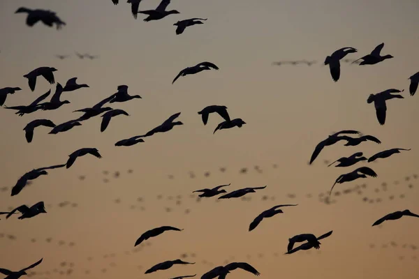 Snow geese Bosque del Apache, New Mexico, USA — 图库照片