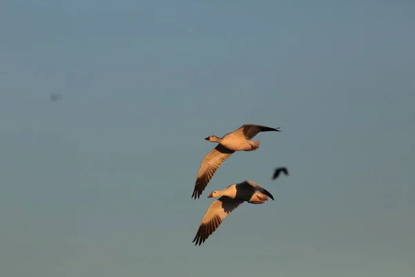 Schneegänse bosque del apache, Neu-Mexiko, Vereinigte Staaten — Stockfoto