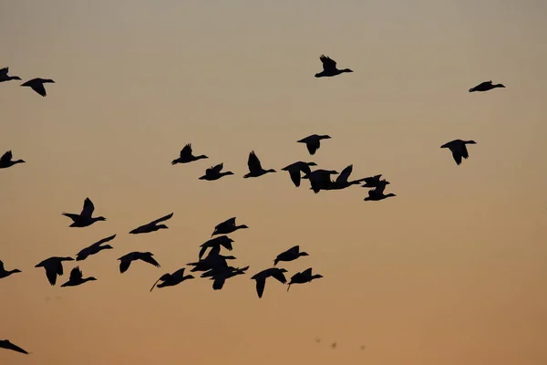 Gansos de nieve Bosque del Apache, Nuevo México, Estados Unidos — Foto de Stock