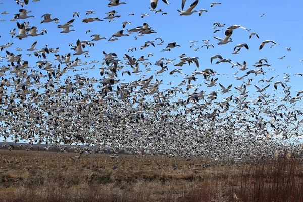 Gansos da neve Bosque del Apache, Novo México EUA — Fotografia de Stock