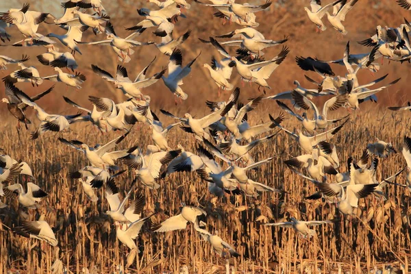 Schneegänse Bosque del Apache, New Mexico USA — Stockfoto