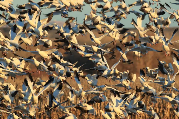 Snow geese Bosque del Apache, New Mexico USA — Stock Photo, Image