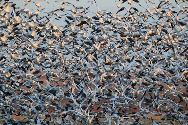 Χιονόχηνες Bosque del Apache, Νέο Μεξικό ΗΠΑ — Φωτογραφία Αρχείου