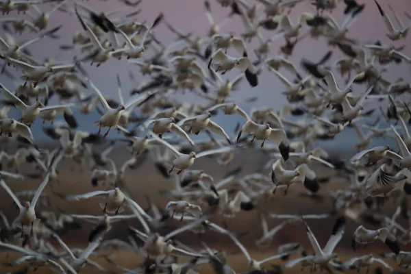 Snow ganzen Bosque del Apache, New Mexico Verenigde Staten — Stockfoto