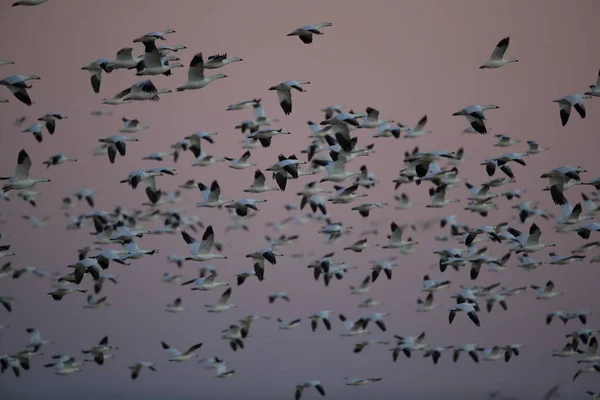 Gansos de nieve Bosque del Apache, Nuevo México, EE.UU. — Foto de Stock