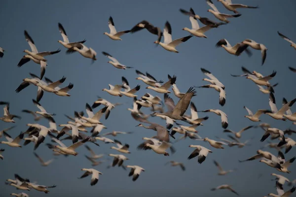 Gansos da neve Bosque del Apache, Novo México EUA — Fotografia de Stock