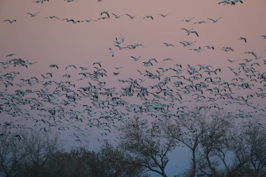 Snow geese Bosque del Apache, New Mexico USA clipart