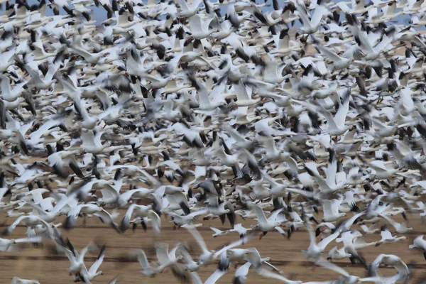 Oche da neve Bosque del Apache, Nuovo Messico USA — Foto Stock