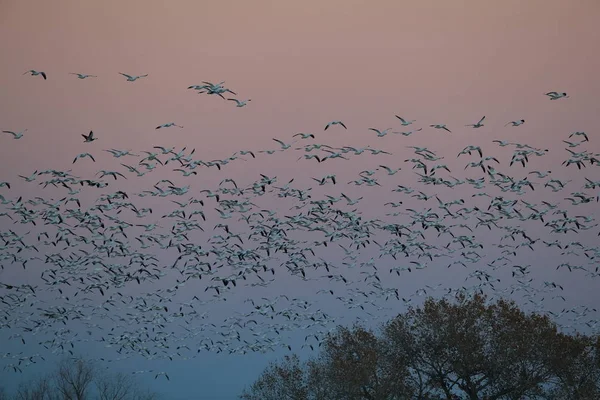 Gansos da neve Bosque del Apache, Novo México EUA — Fotografia de Stock