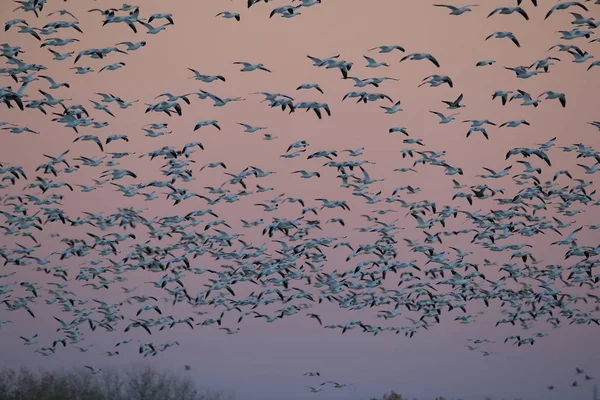 Gansos da neve Bosque del Apache, Novo México EUA — Fotografia de Stock