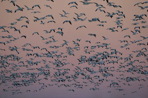 Χιονόχηνες Bosque del Apache, Νέο Μεξικό ΗΠΑ — Φωτογραφία Αρχείου