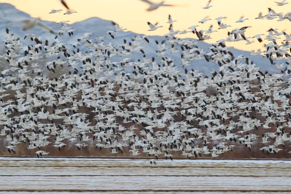 Oies des neiges Bosque del Apache, Nouveau-Mexique USA — Photo