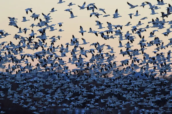 Χιονόχηνες Bosque del Apache, Νέο Μεξικό ΗΠΑ — Φωτογραφία Αρχείου