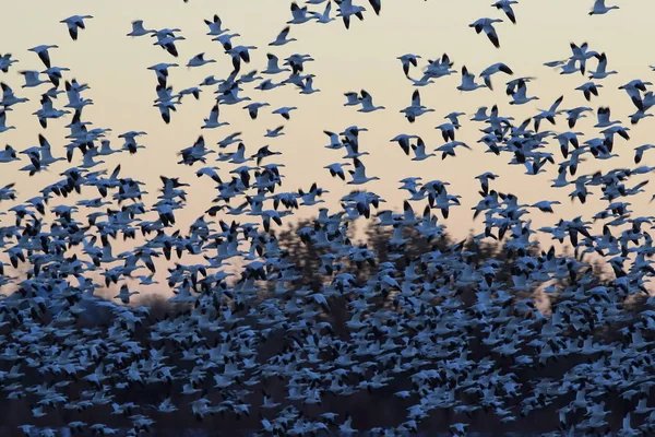 Χιονόχηνες Bosque del Apache, Νέο Μεξικό ΗΠΑ — Φωτογραφία Αρχείου