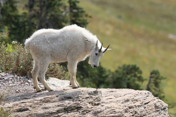 Mountain Goat Oreamnos Americanus Glacier nationalpark Montana — Stockfoto