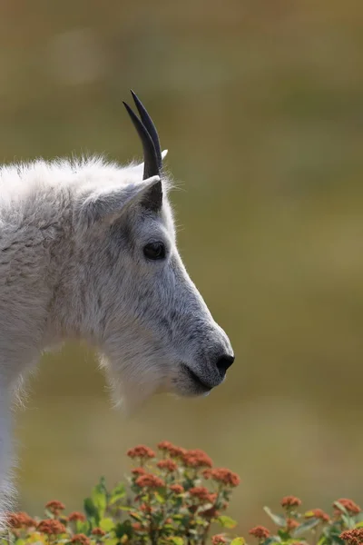 Mountain Goat Oreamnos Americanus Glacier National Park Montana — Fotografia de Stock