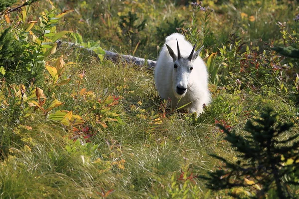 Park Narodowy Mountain Goat Oreamnos Americanus Glacier Montana — Zdjęcie stockowe