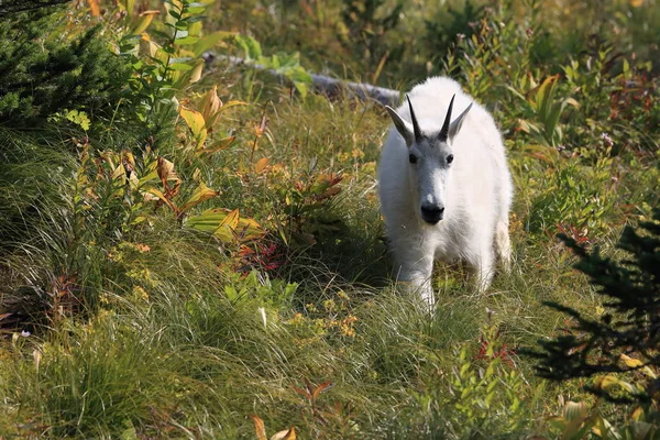 Mountain Goat Oreamnos Americanus Glacier National Park Montana — Fotografia de Stock