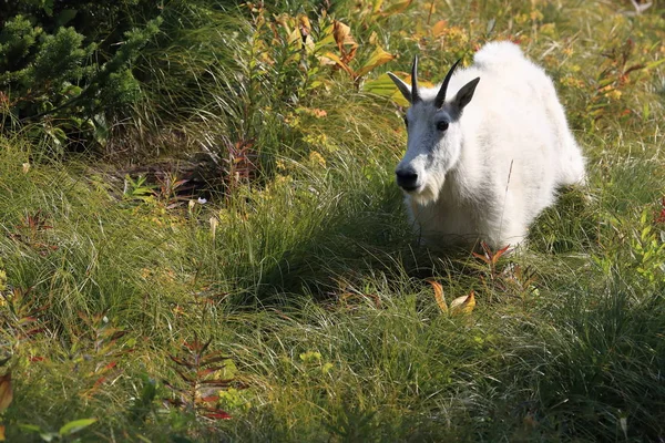 Park Narodowy Mountain Goat Oreamnos Americanus Glacier Montana — Zdjęcie stockowe