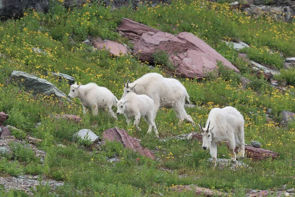 Mountain Goat Oreamnos Americanus Glacier National Park Montana — 스톡 사진