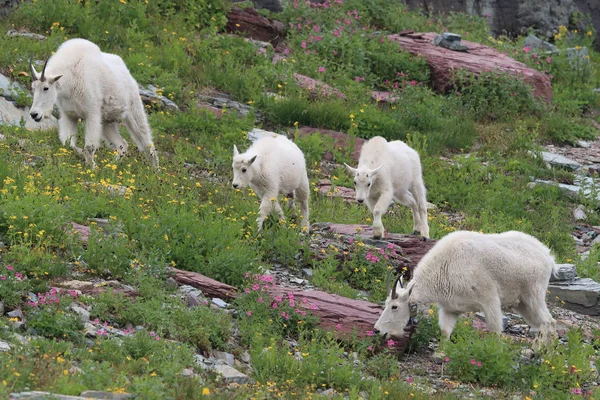 Mountain Goat Oreamnos Americanus Glacier National Park Montana — 스톡 사진